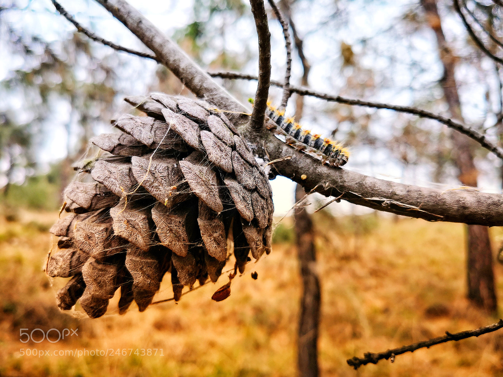 HUAWEI Mate 10 Pro sample photo. A cone and a photography