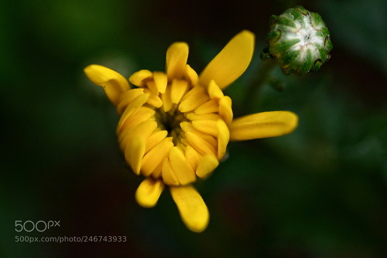 Nikon D7100 sample photo. Untitled photography
