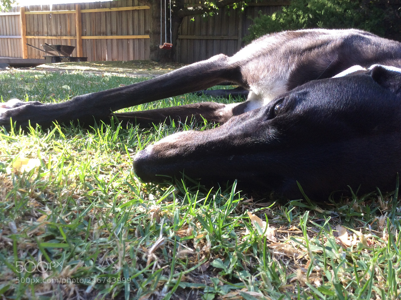 Apple iPad Air sample photo. Nellie the greyhound photography