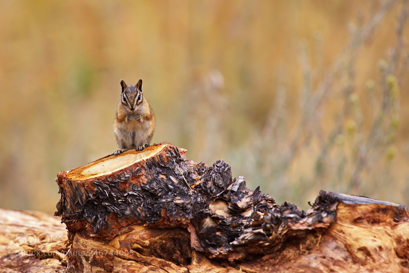 Canon EOS 650D (EOS Rebel T4i / EOS Kiss X6i) sample photo. On the stump photography