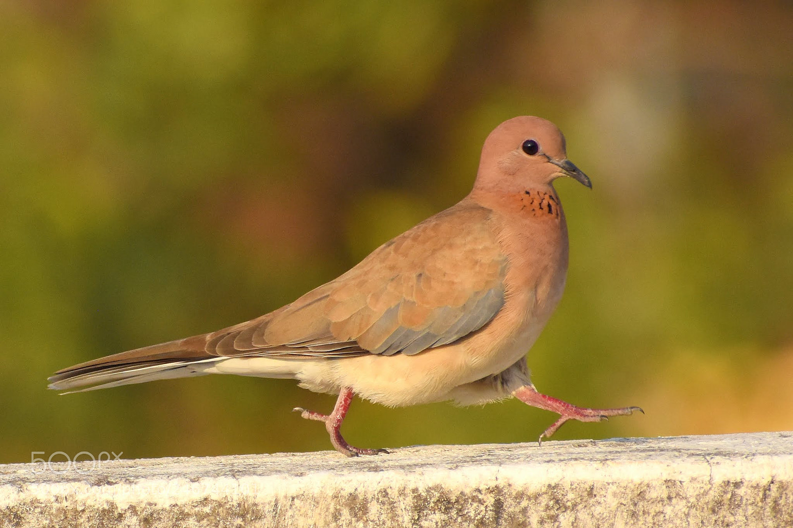 Nikon D7200 sample photo. Dove photography
