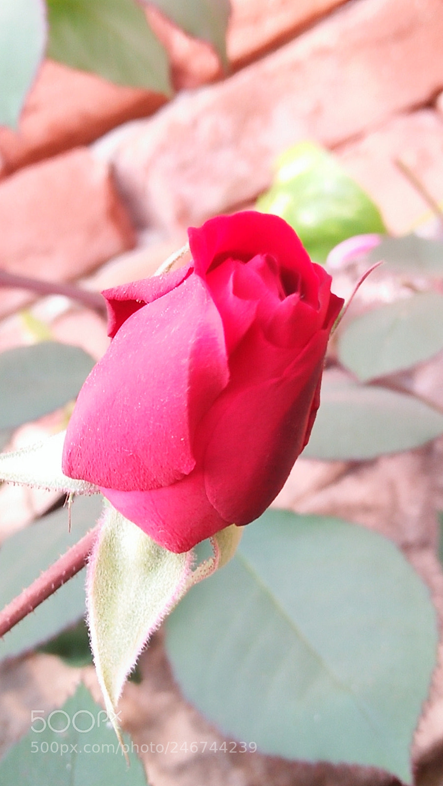 OPPO A37fw-International sample photo. Untitled photography