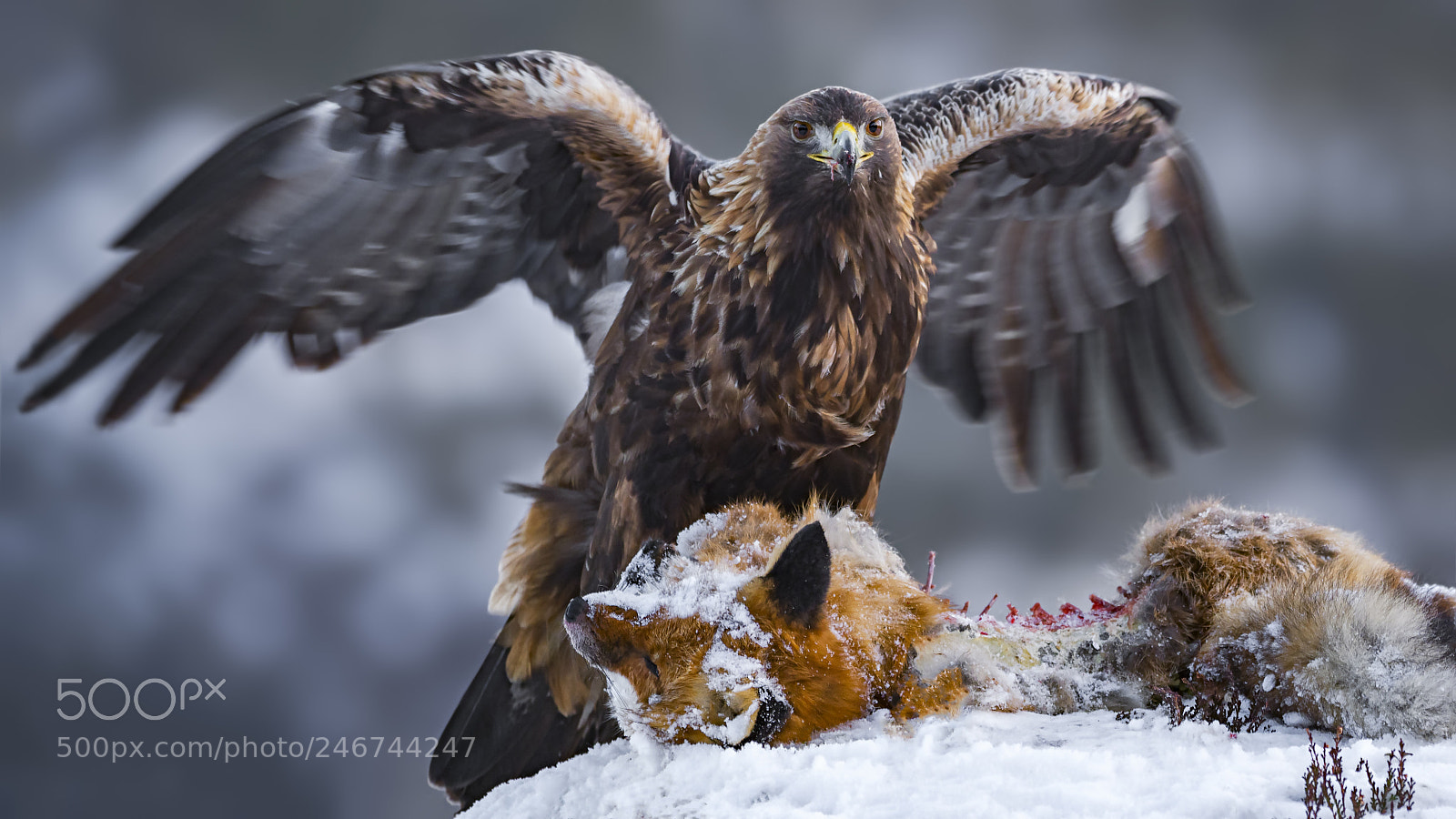 Olympus OM-D E-M1 Mark II sample photo. Golden eagle photography