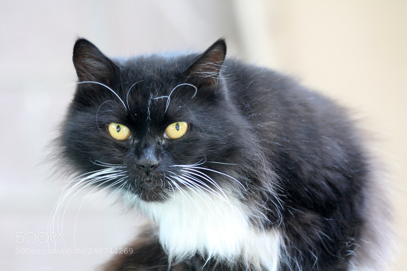 Canon EOS 60D sample photo. Black and white cat photography
