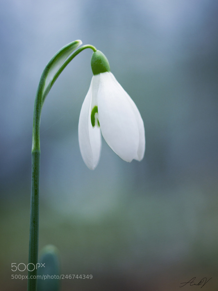 Olympus PEN E-PL1 sample photo. Galanthus photography
