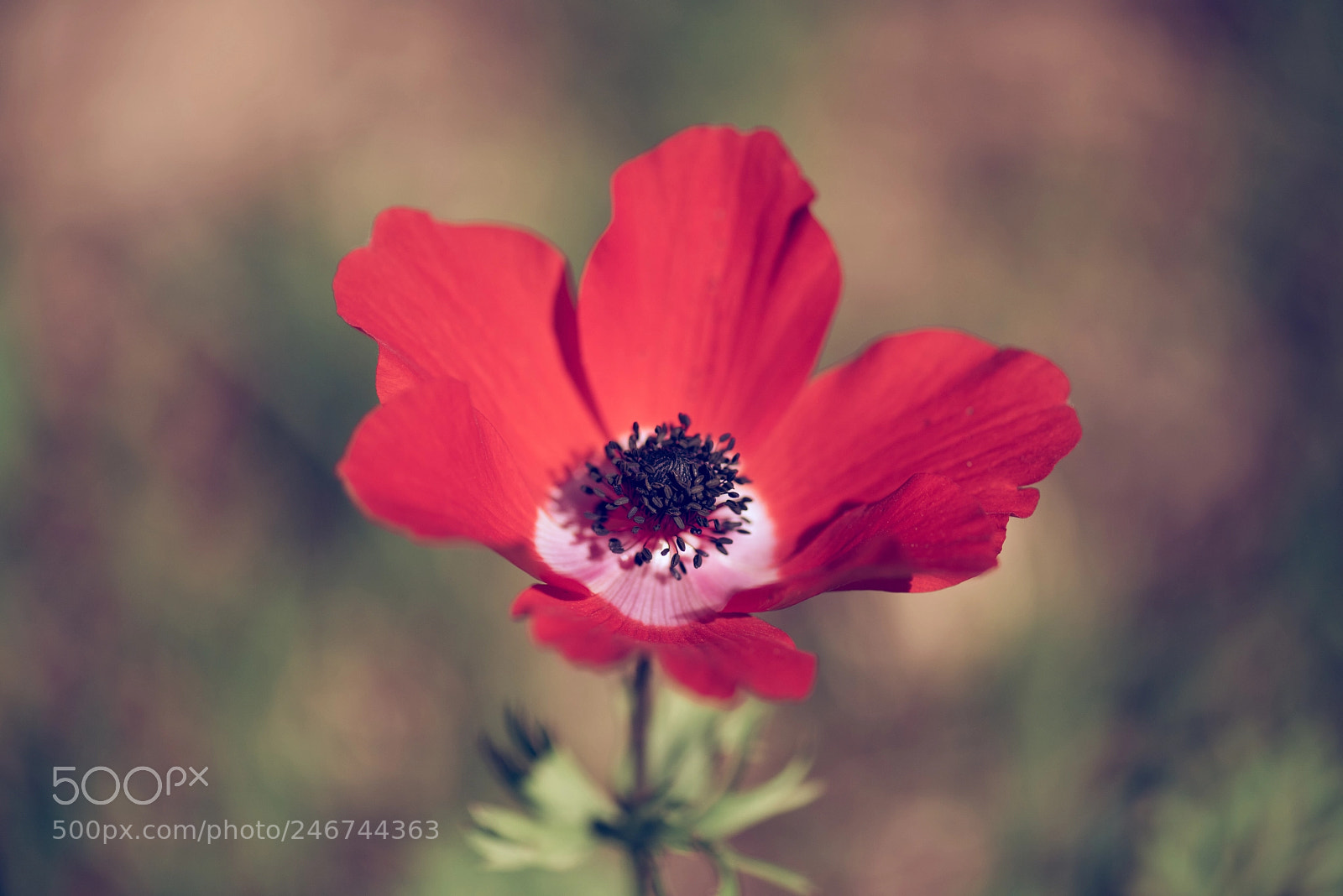 Nikon D810 sample photo. Poppy flowers photography