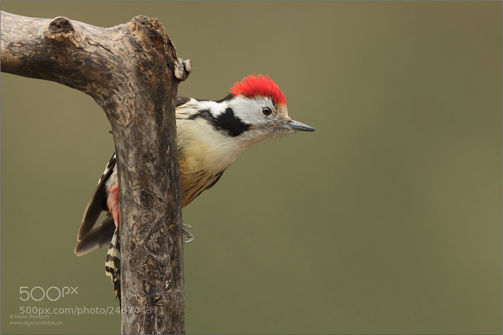 Nikon D850 sample photo. Passt es so ? ... photography