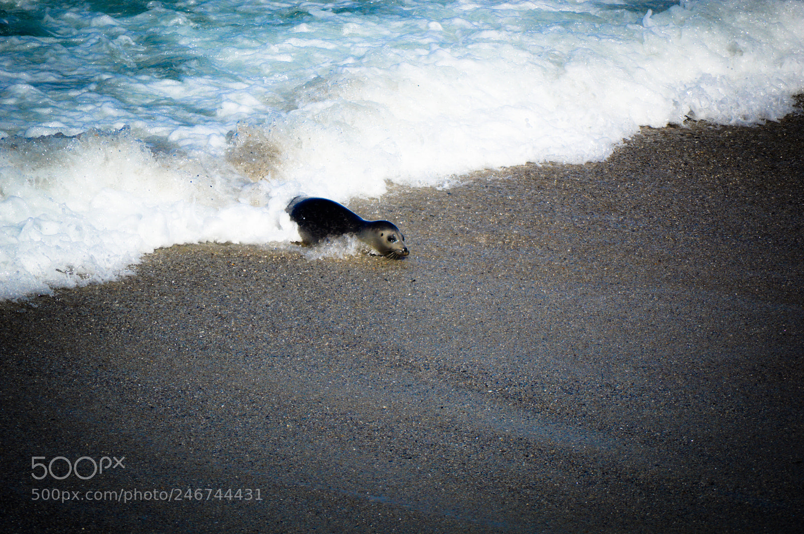 Nikon D3200 sample photo. The little  seal photography
