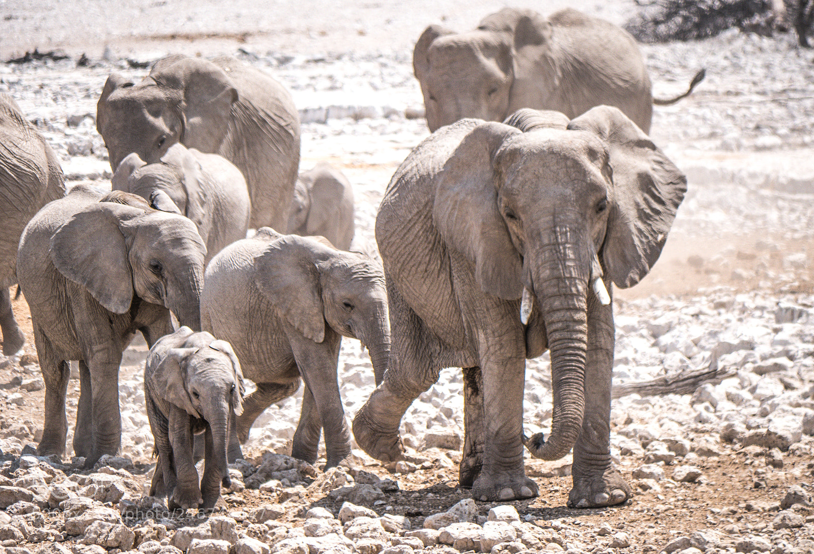 Panasonic DMC-G70 sample photo. Elephants coming to the photography