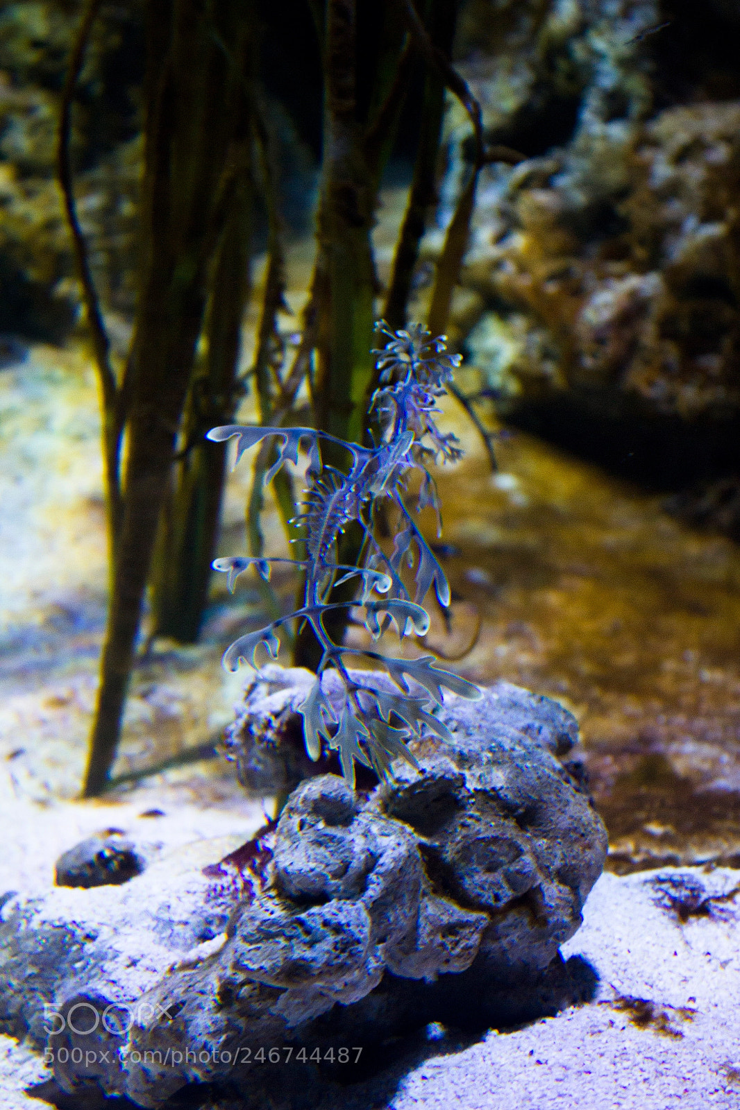 Canon EOS 550D (EOS Rebel T2i / EOS Kiss X4) sample photo. Weedy seadragon photography