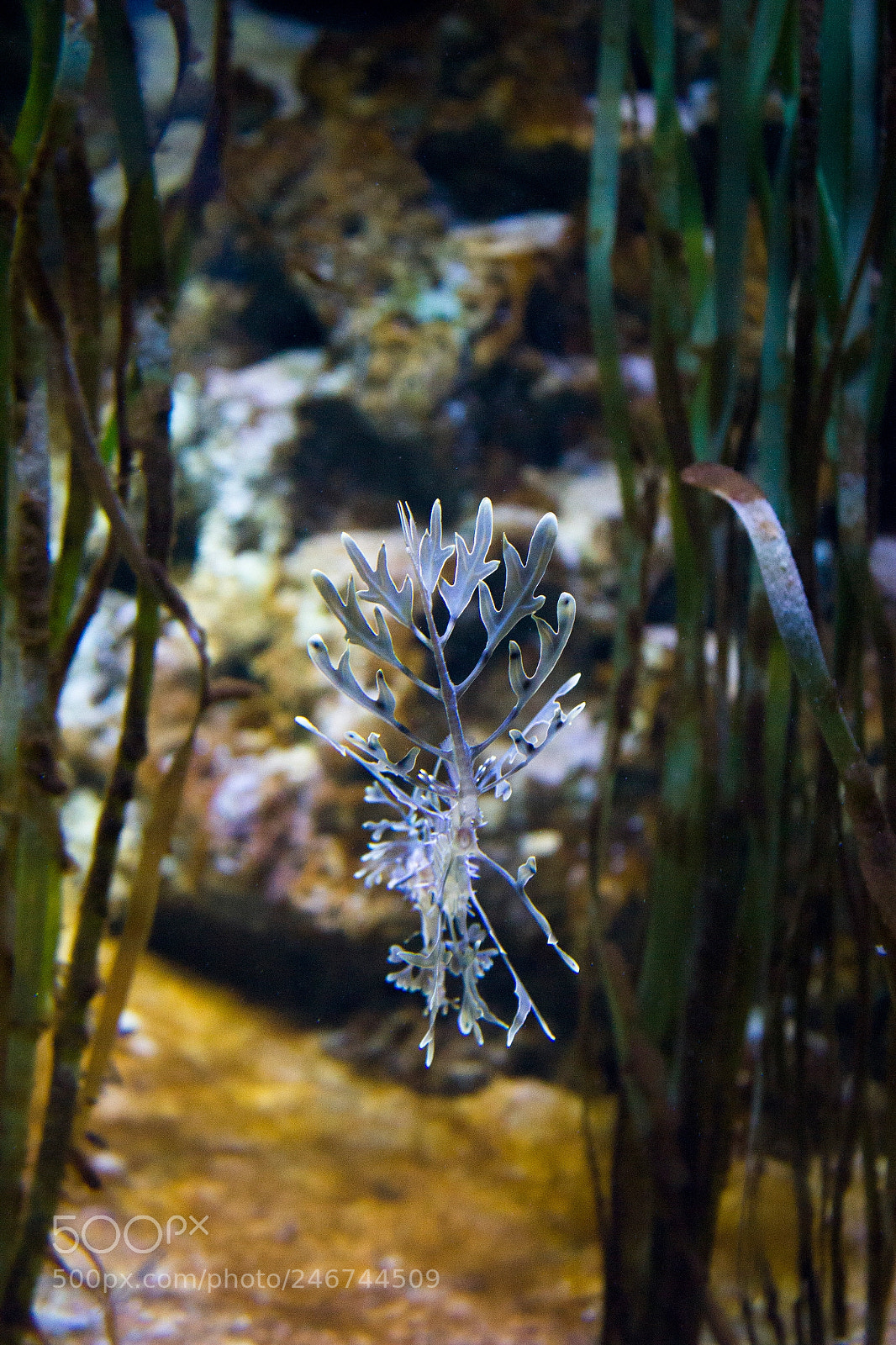 Canon EOS 550D (EOS Rebel T2i / EOS Kiss X4) sample photo. Weedy seadragon showing its photography