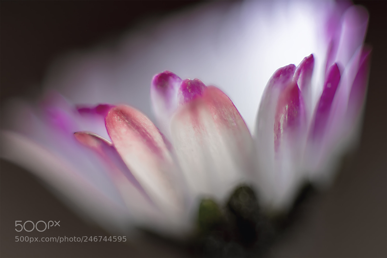 Nikon D5200 sample photo. Flower #74 photography