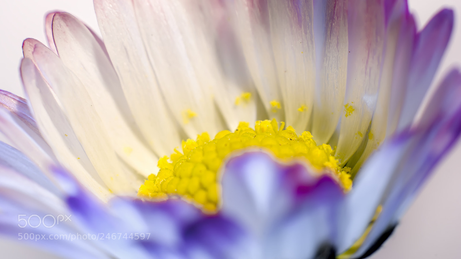 Nikon D5200 sample photo. Flower #75 photography