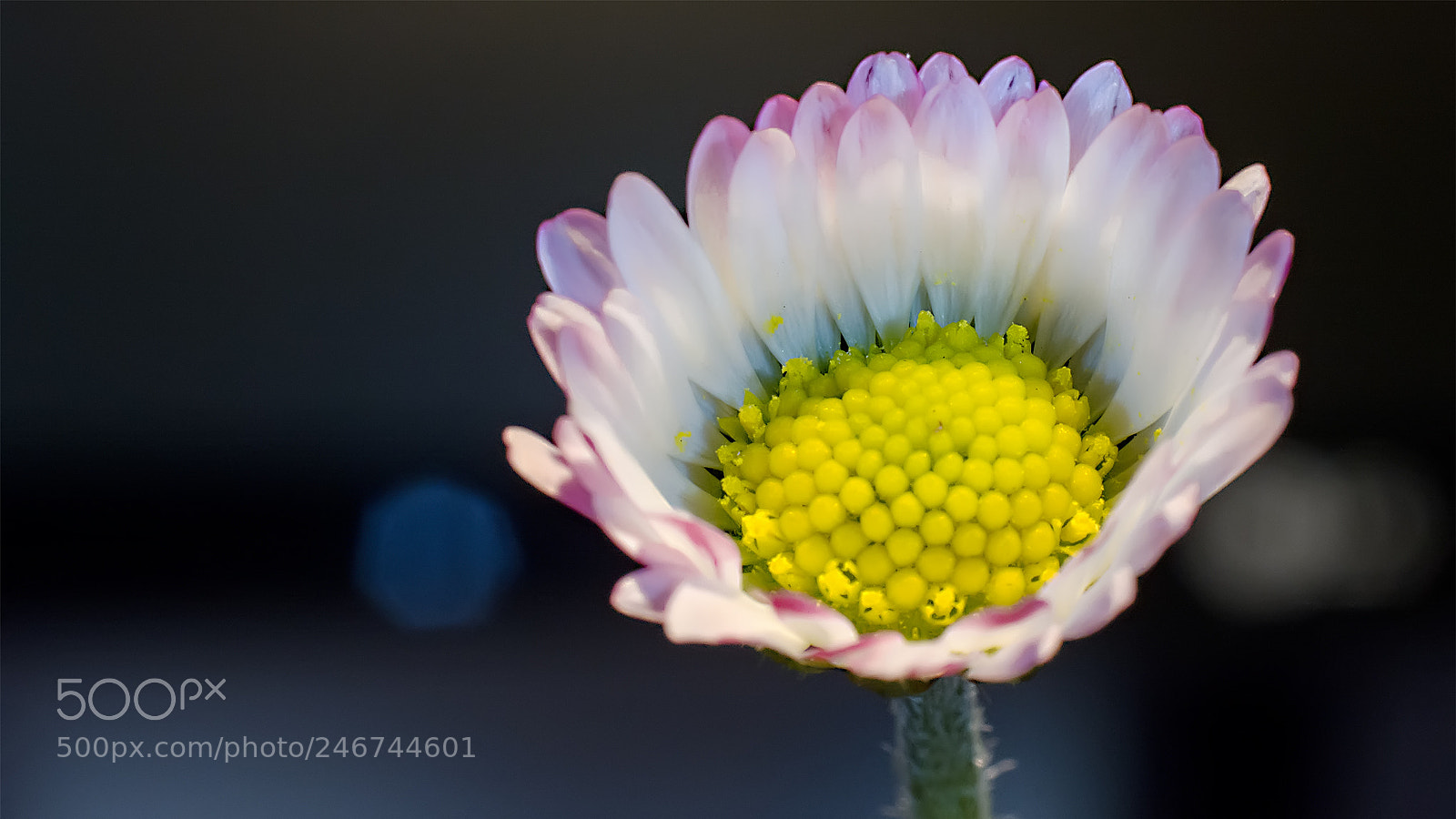 Nikon D5200 sample photo. Flower #73 photography