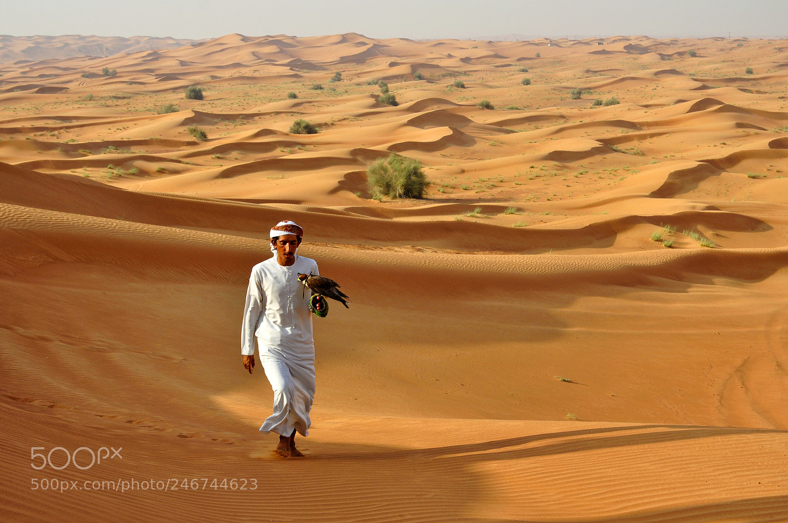 Nikon D90 sample photo. Bedouin with a falcon photography
