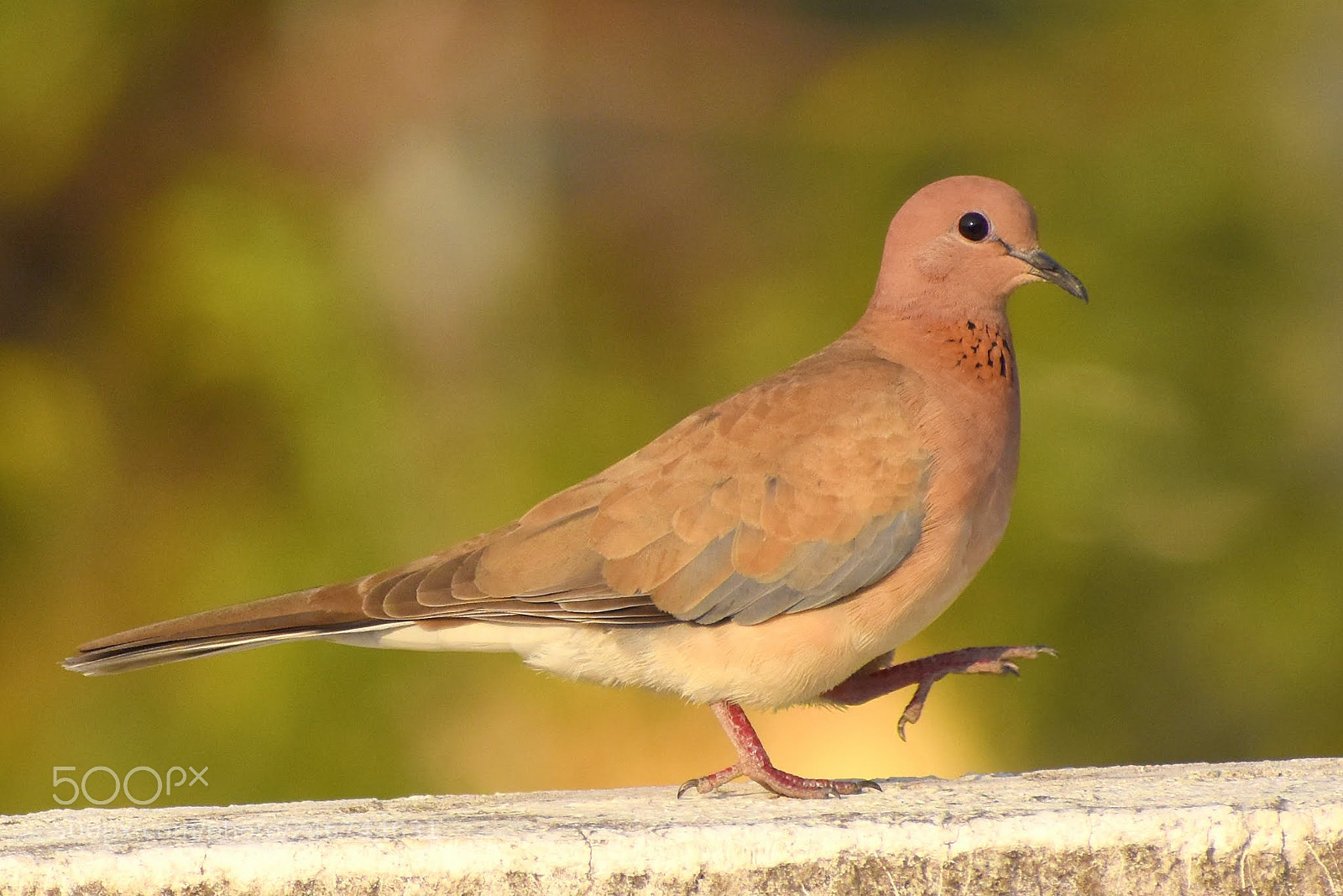 Nikon D7200 sample photo. Dove photography