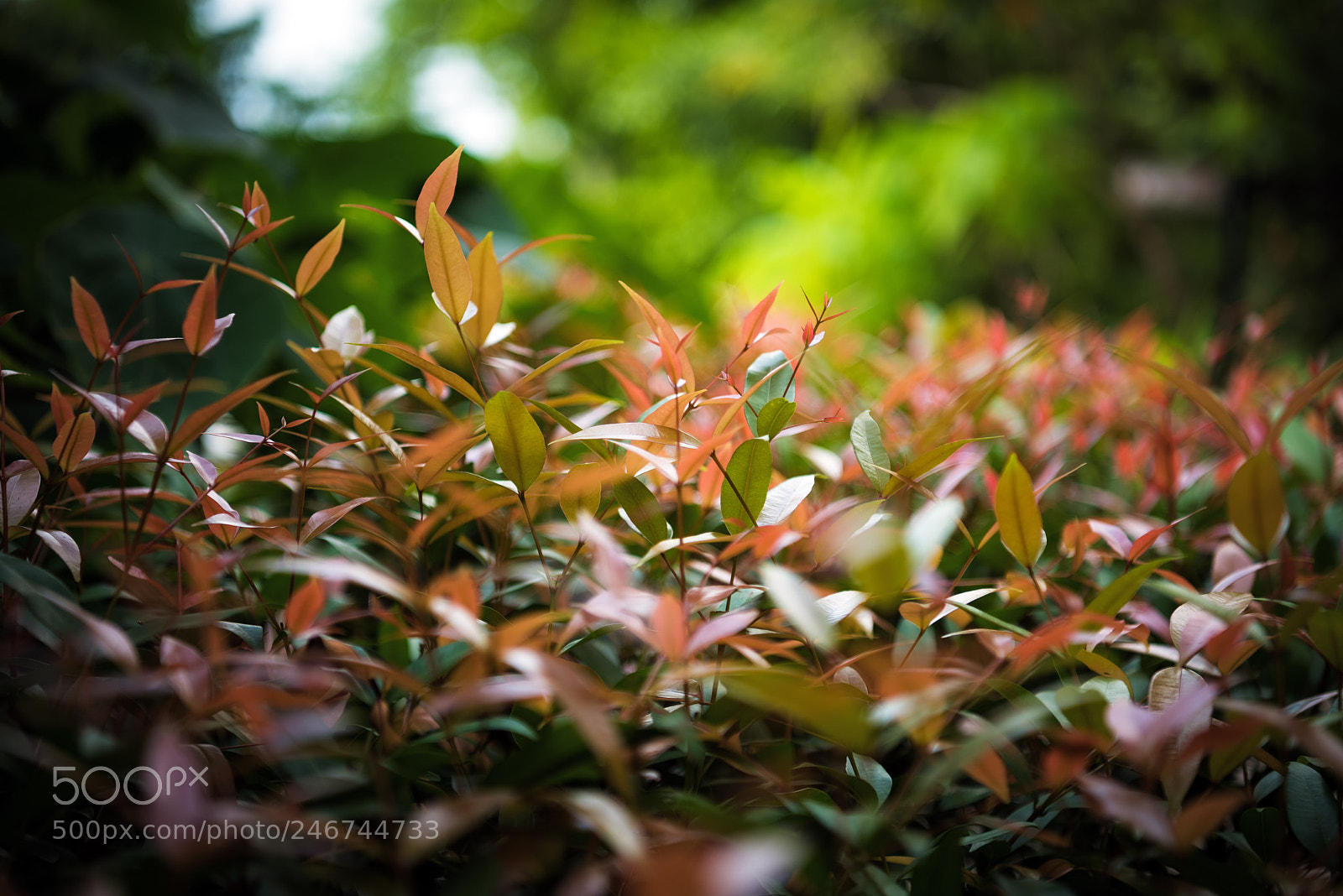Nikon D810 sample photo. Colors of a tropical photography