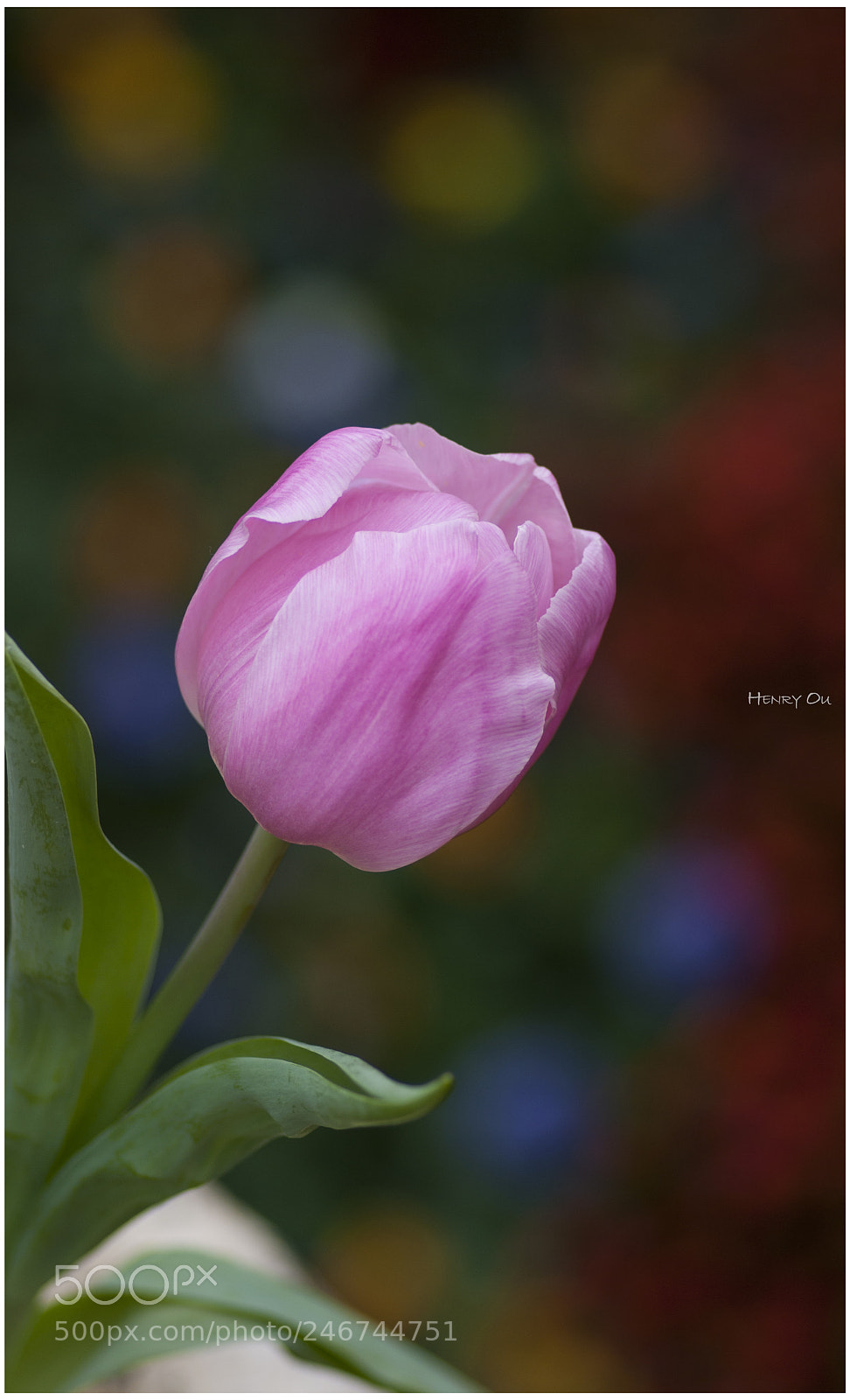 Pentax K10D sample photo. Pink bloom photography