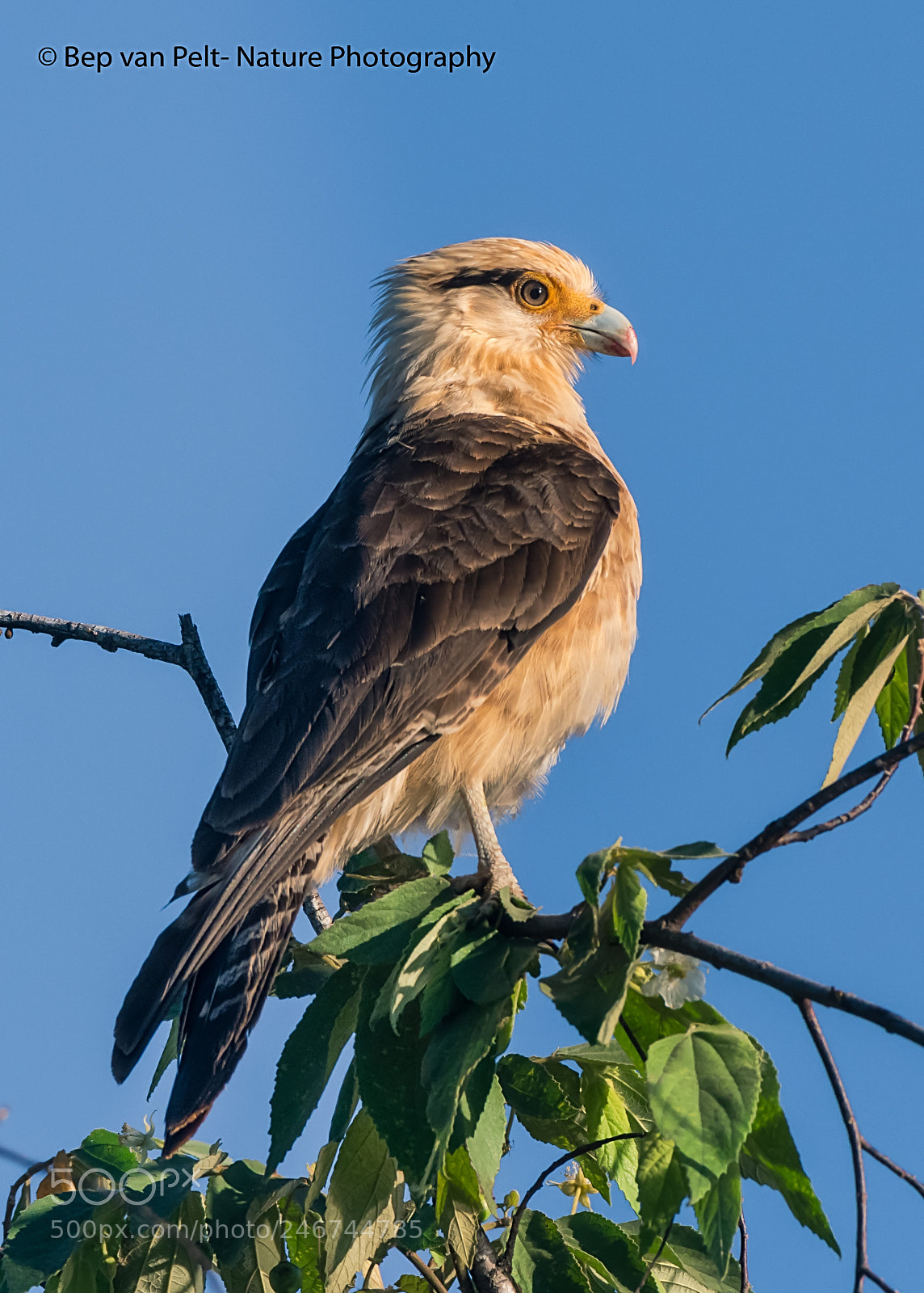 Nikon AF-S Nikkor 200-500mm F5.6E ED VR sample photo. Yellow headed caracara photography