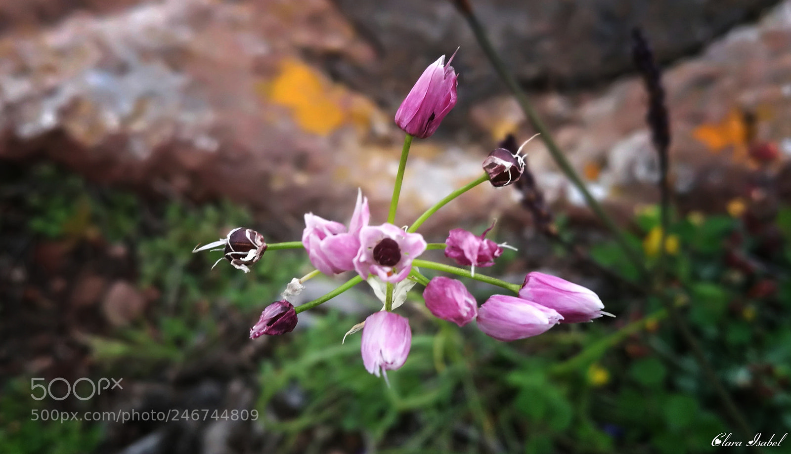HUAWEI P9 Plus sample photo. Por el camino... photography