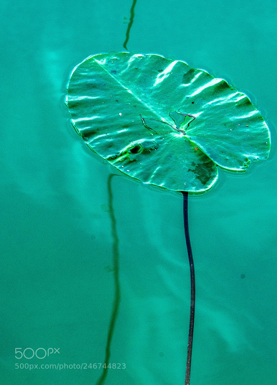 Nikon D7100 sample photo. Leaf floating in turquoise photography