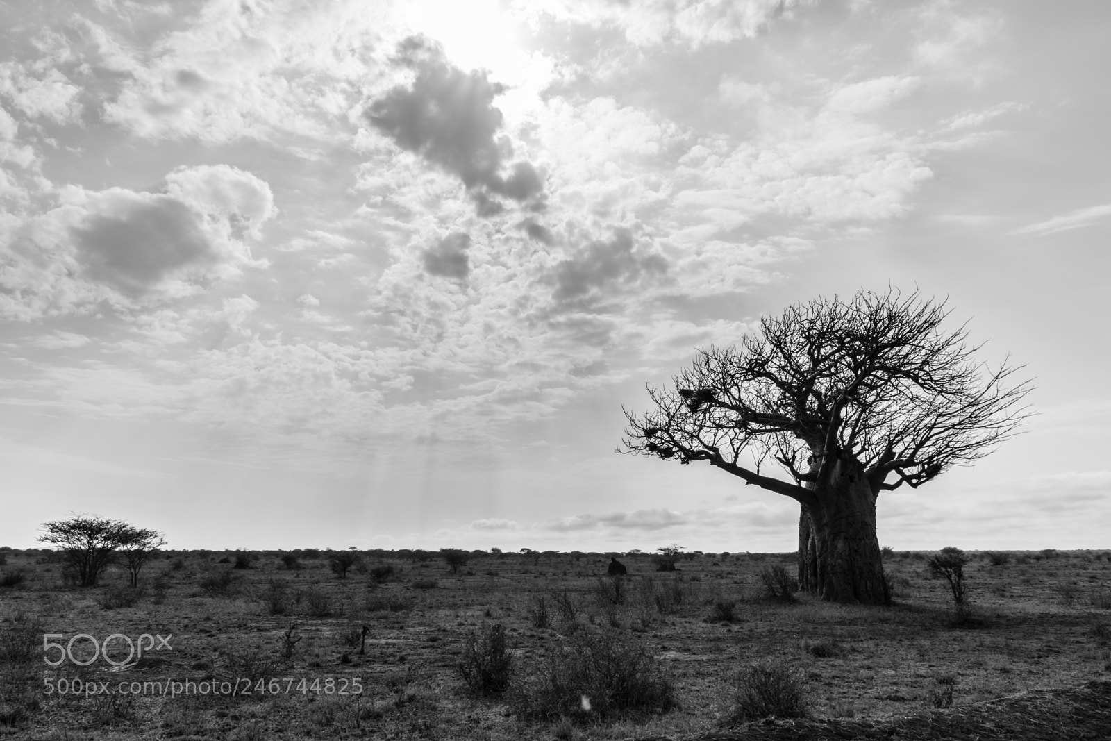 Nikon D7200 sample photo. Baobab photography