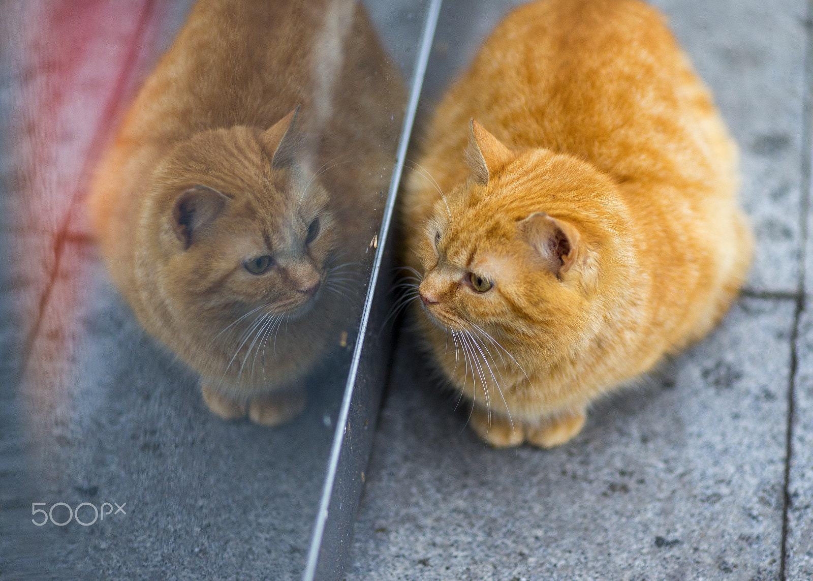 Canon EOS-1D C sample photo. Cats of istanbul photography