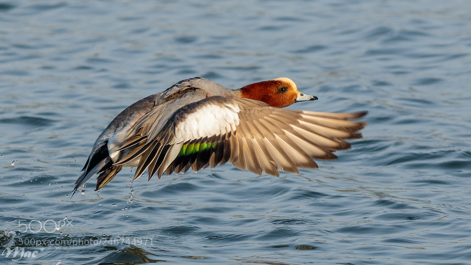 Canon EOS 7D Mark II sample photo. Take off photography
