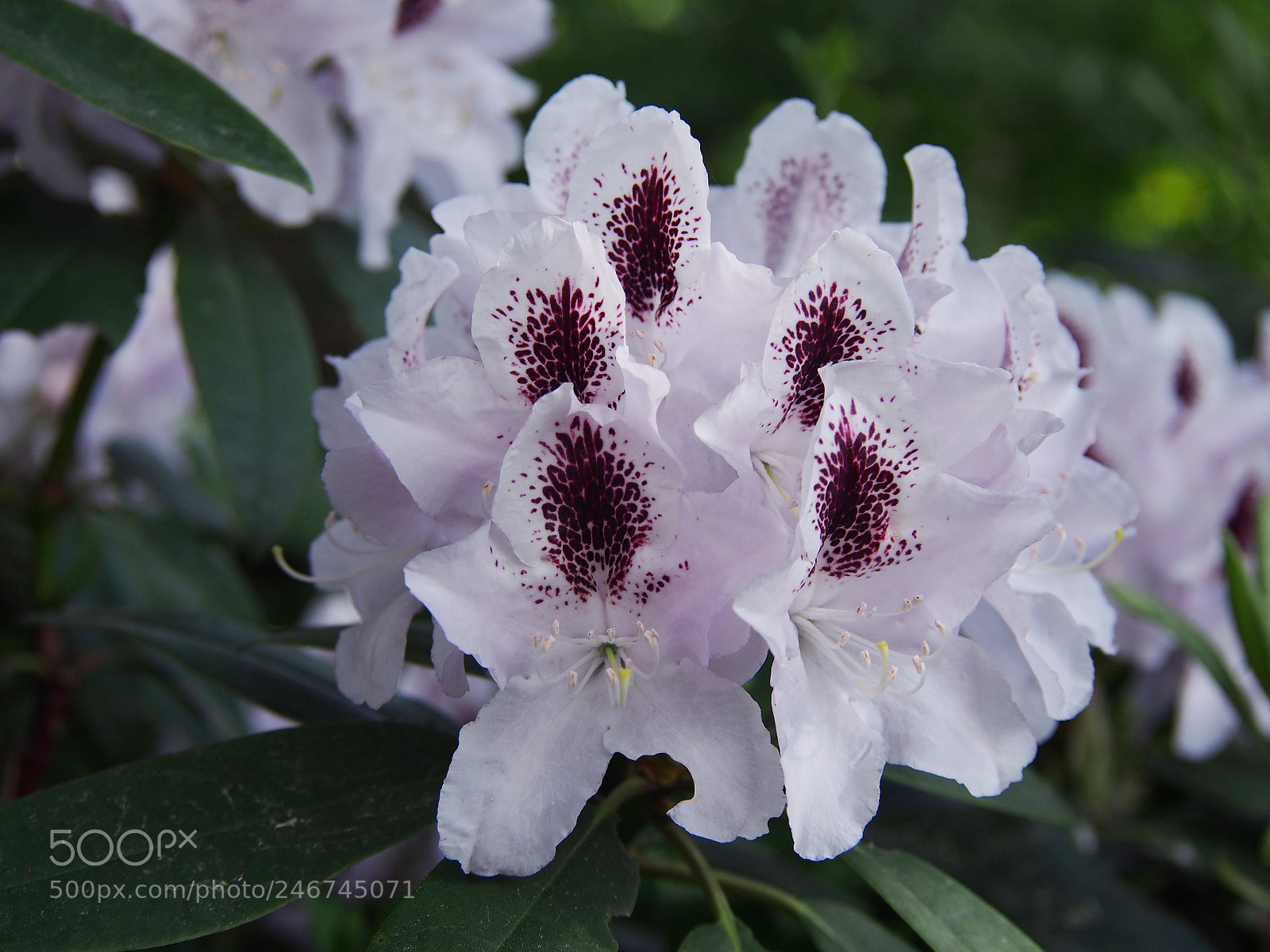 Olympus PEN E-PL5 sample photo. Rhododendron with flowers in photography