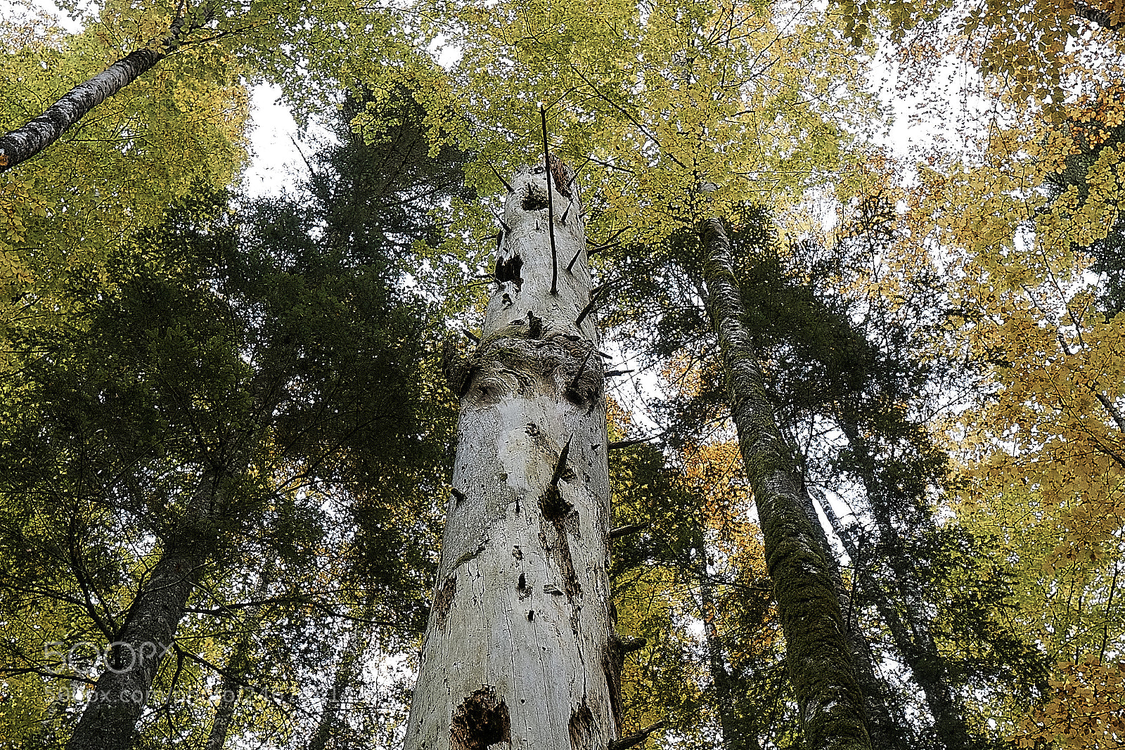 Sony ILCA-77M2 sample photo. Dry tree photography