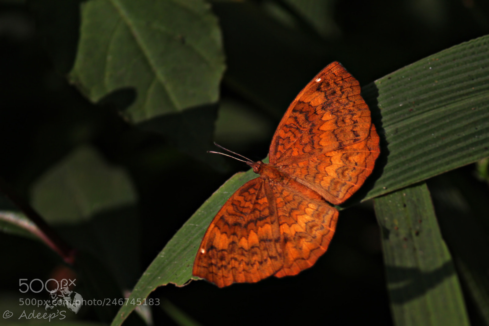 Canon EOS 700D (EOS Rebel T5i / EOS Kiss X7i) sample photo. Common caster.. photography