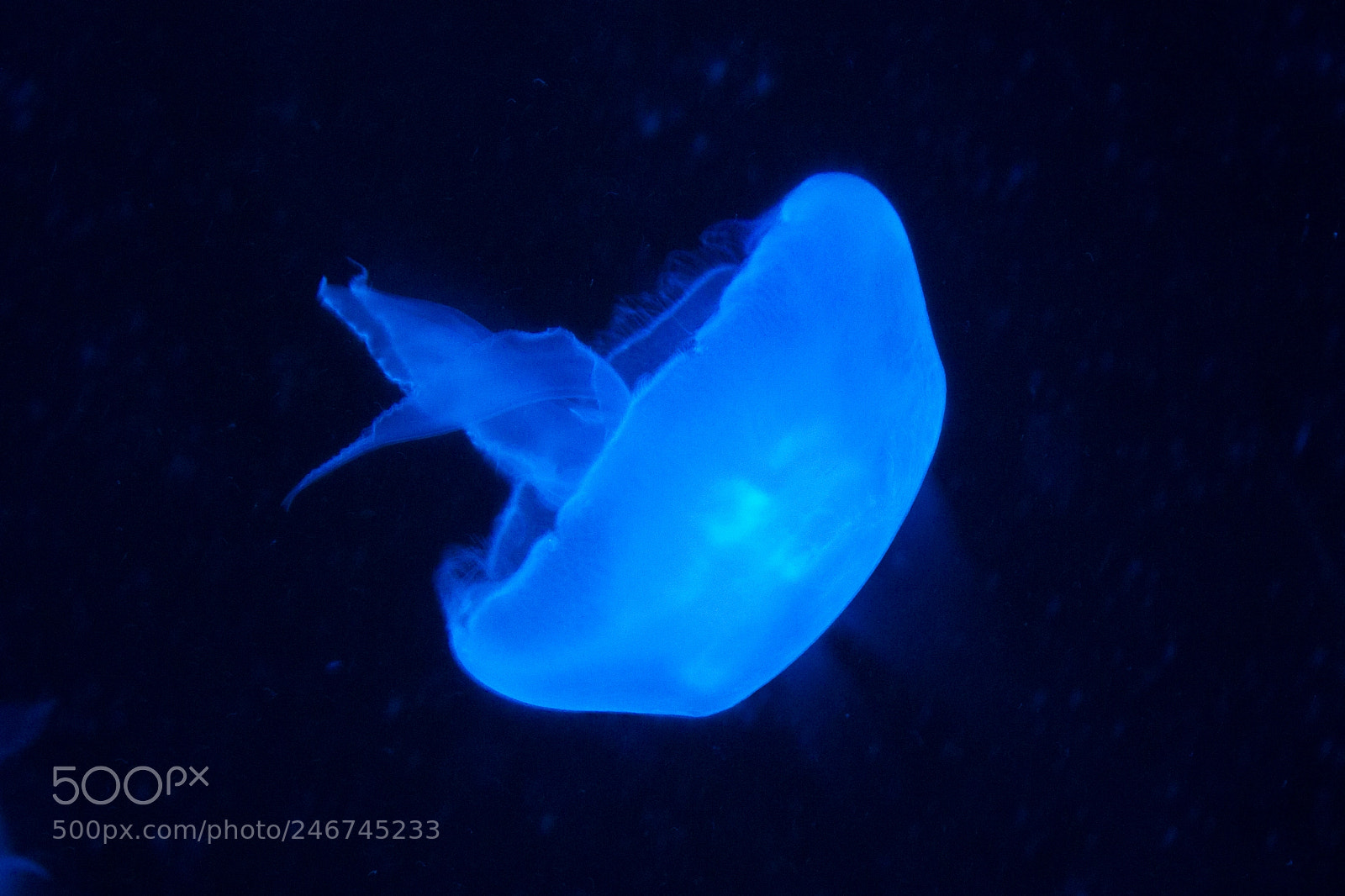 Canon EOS 550D (EOS Rebel T2i / EOS Kiss X4) sample photo. Fluorescent jellyfish photography