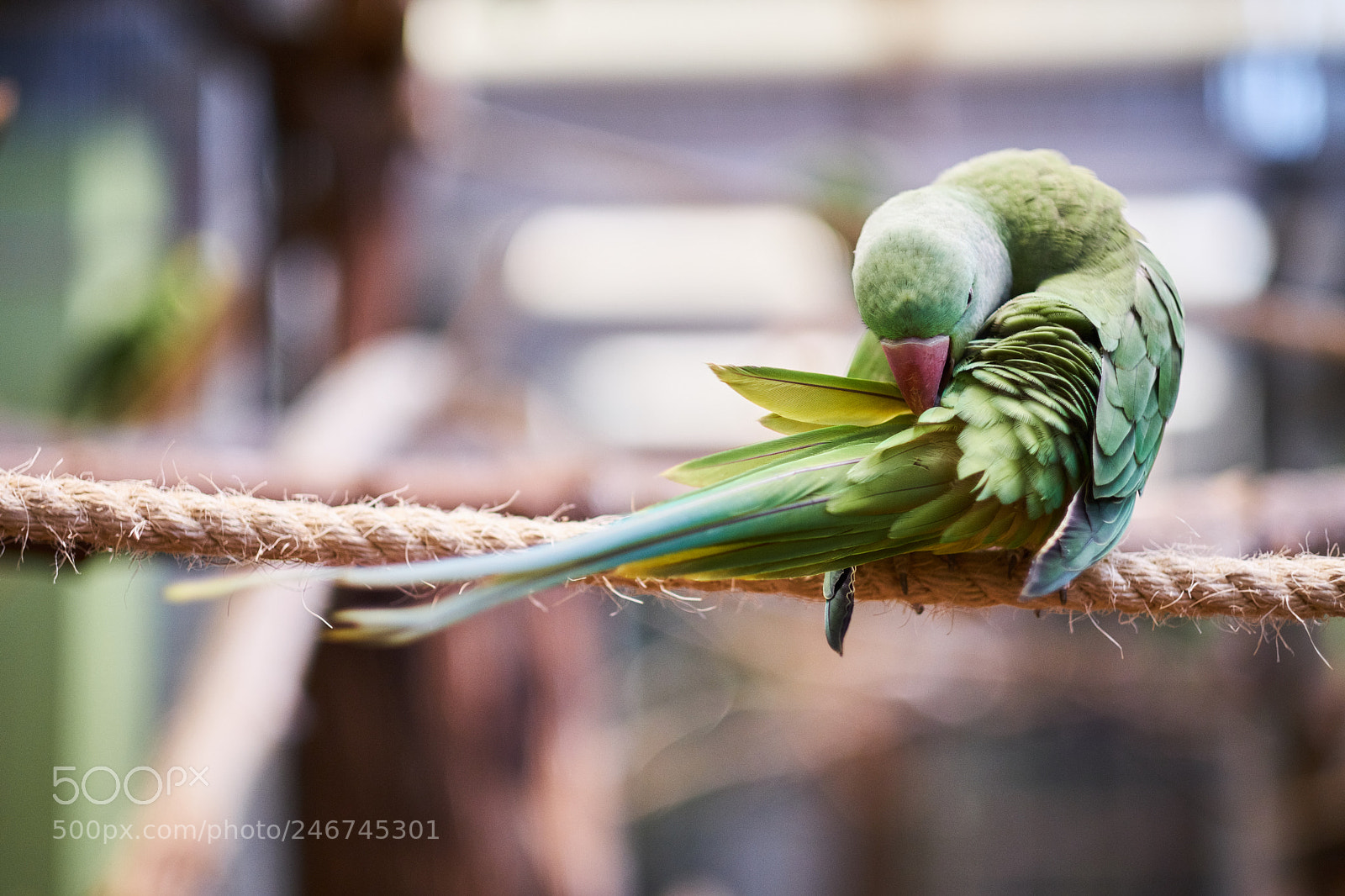 Fujifilm X-T20 sample photo. Psittacula krameri photography