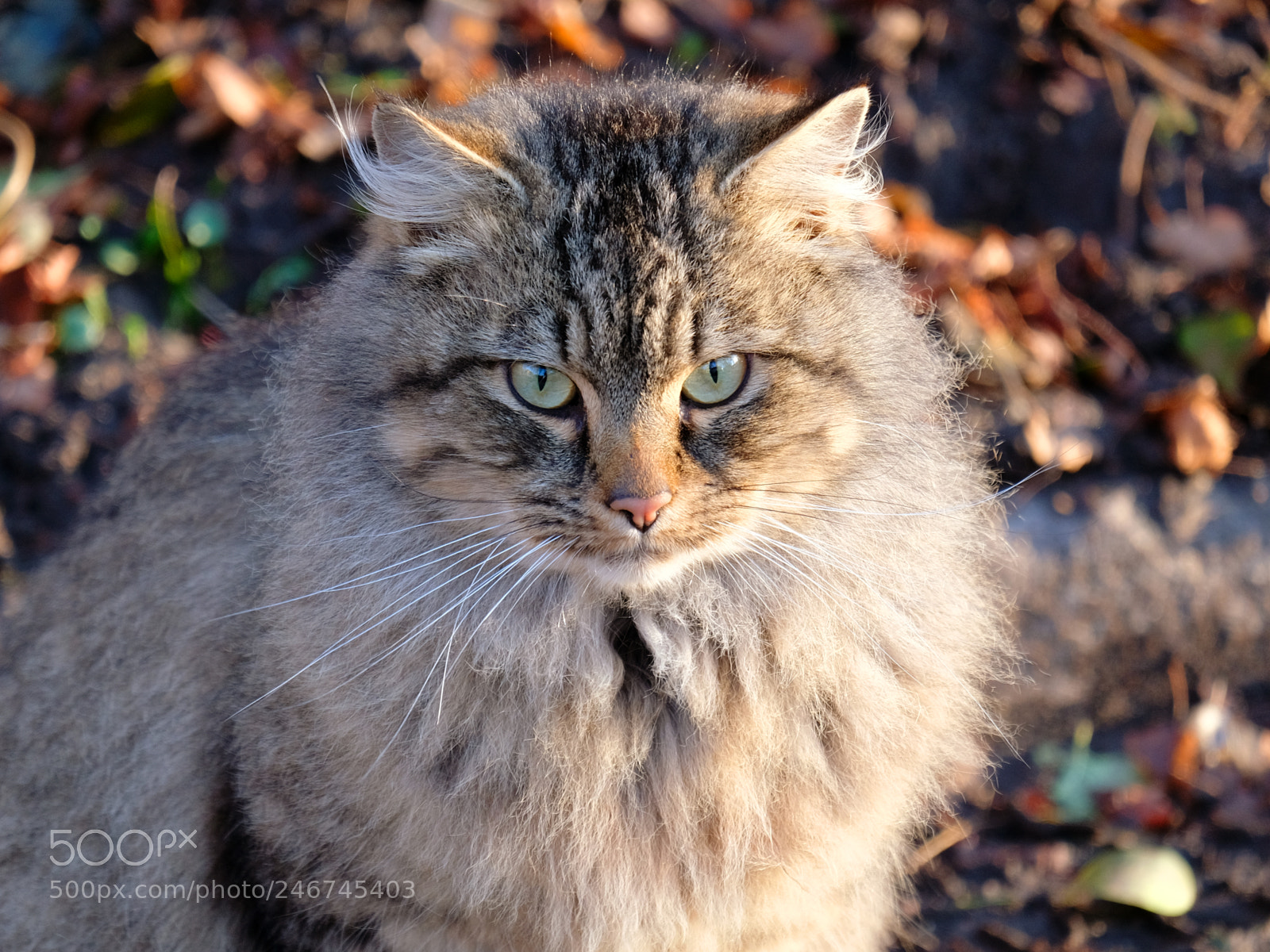 Fujifilm X-T20 sample photo. Cat of increased fluffiness photography