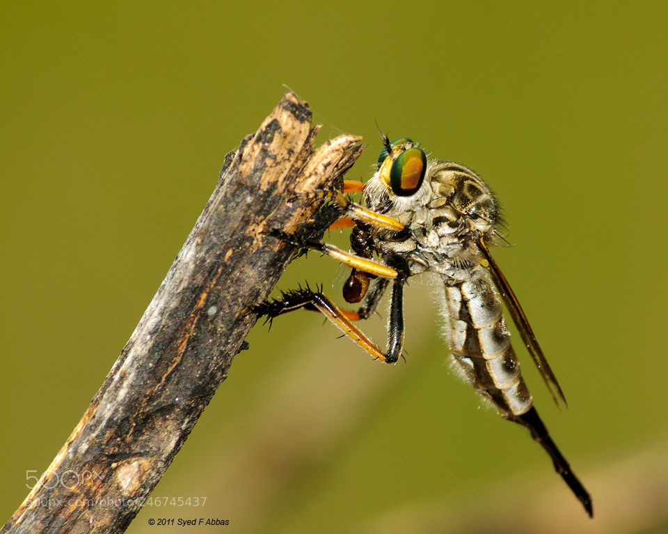 Nikon D300 sample photo. Robber fly photography