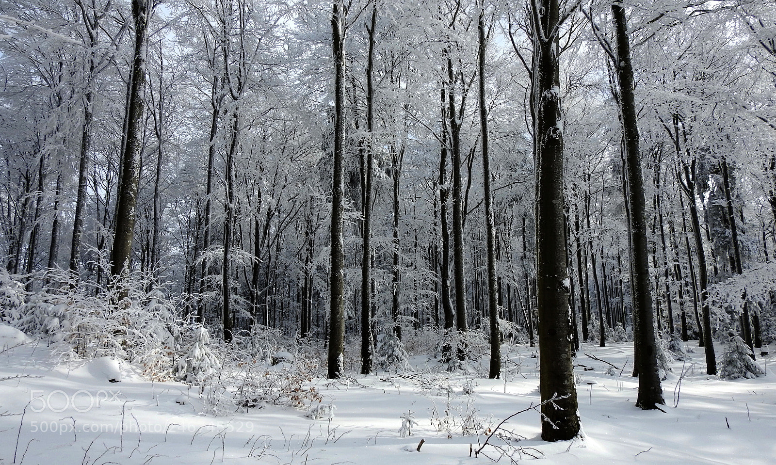 Nikon Coolpix P900 sample photo. Winter im buchenwald photography