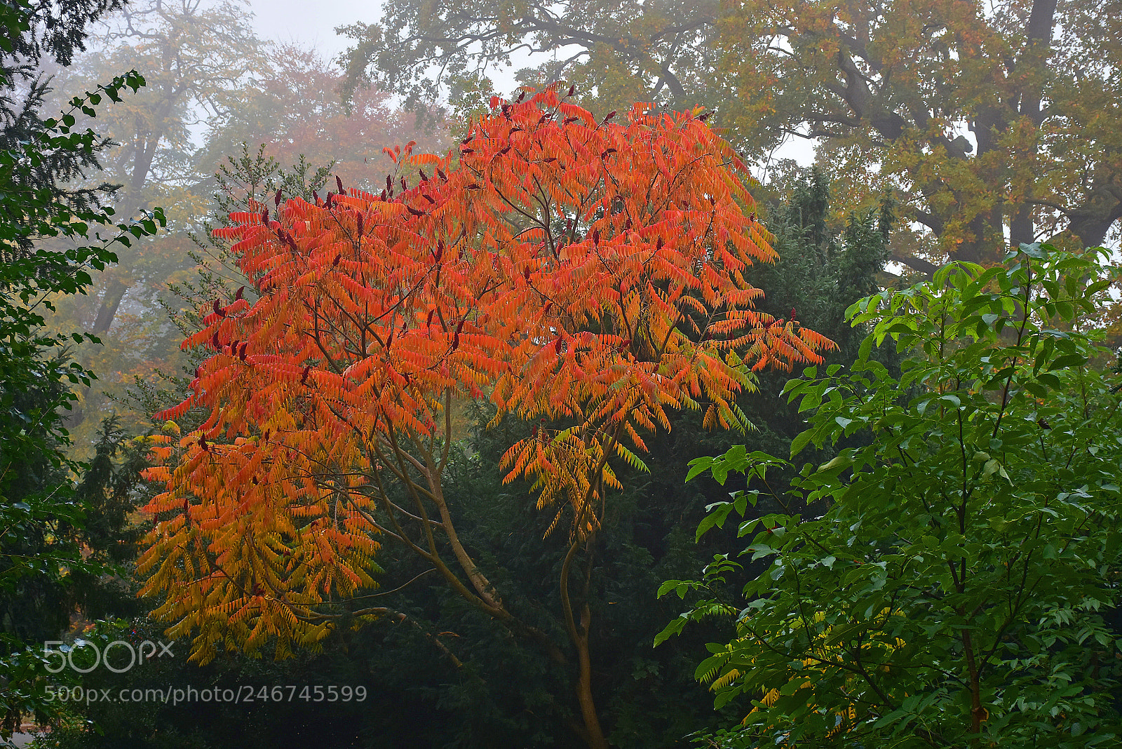 Nikon D7200 sample photo. Red spot in the photography