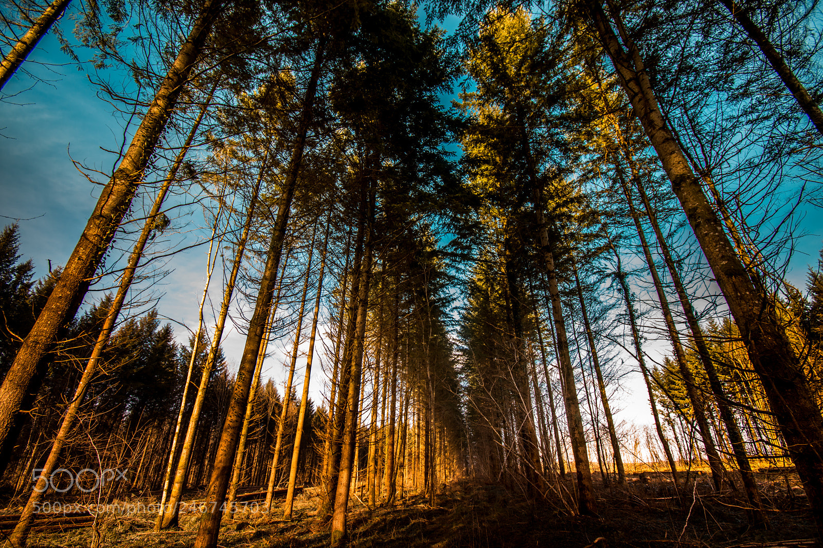 Nikon D7200 sample photo. Nature photography