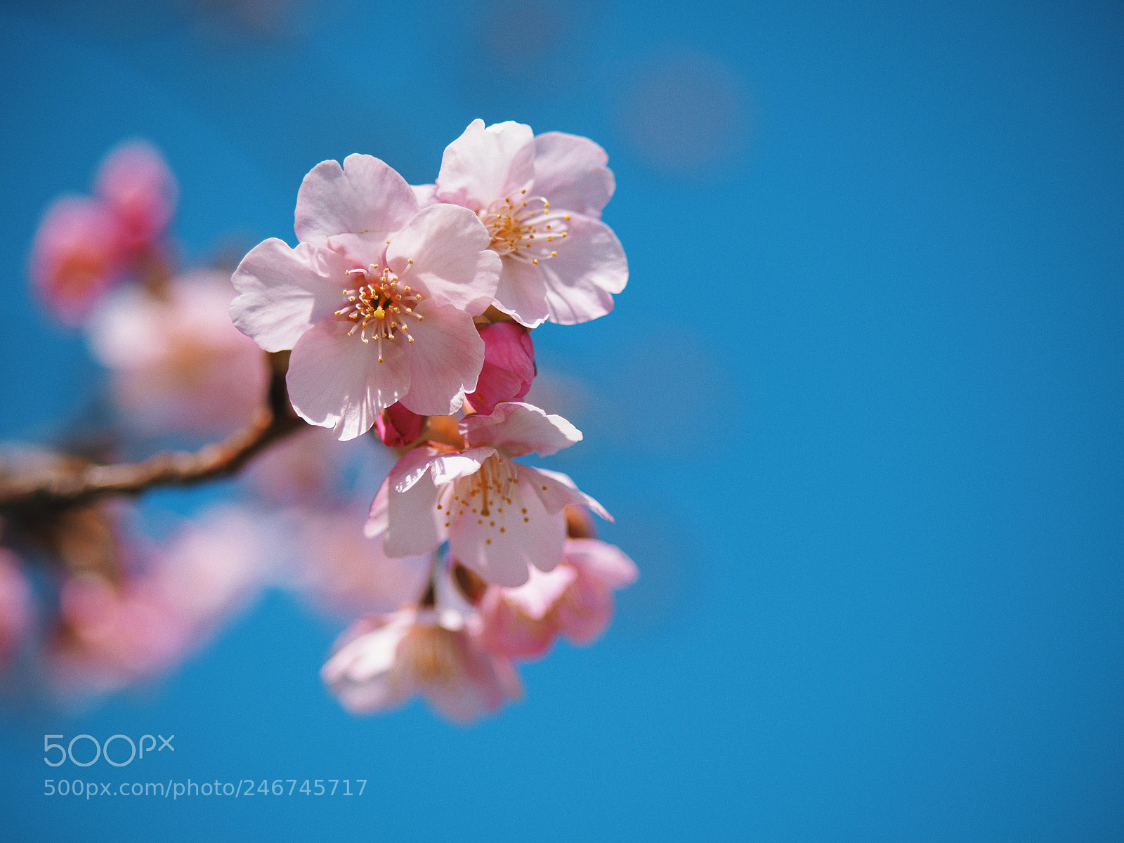 Olympus OM-D E-M10 II sample photo. First spring color photography