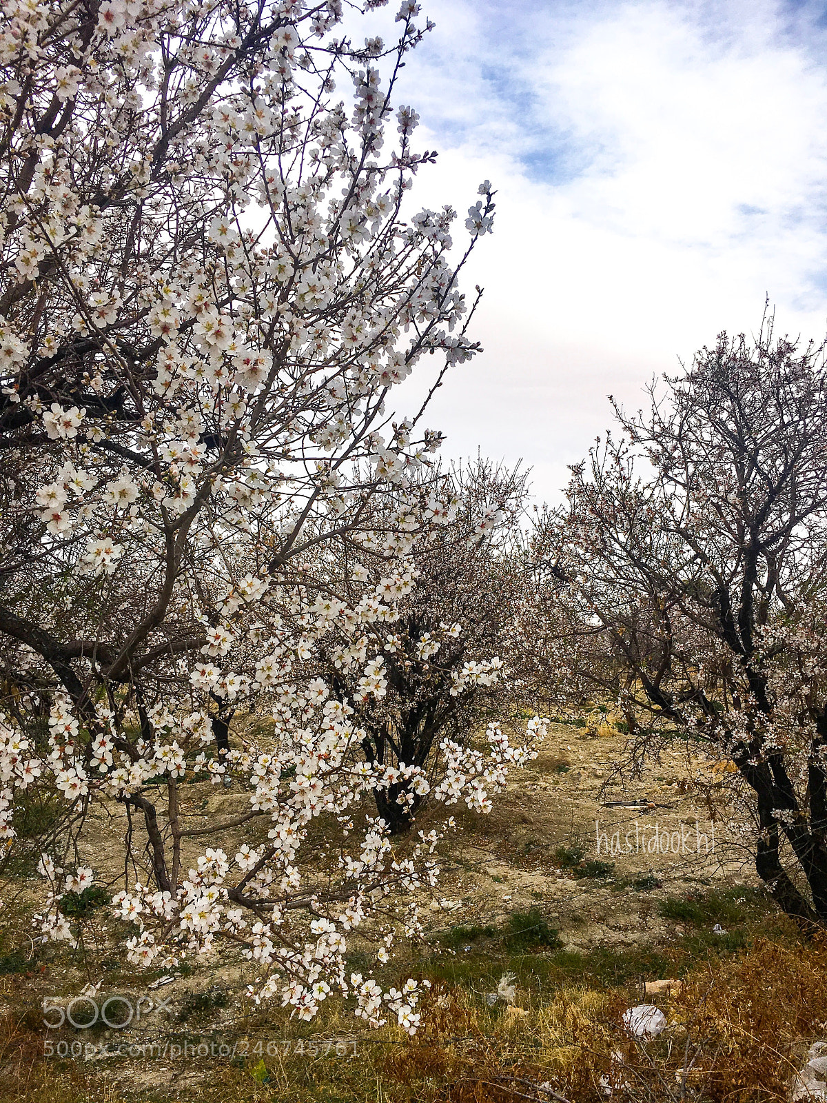 Apple iPhone 6s Plus sample photo. Spring in shiraz photography