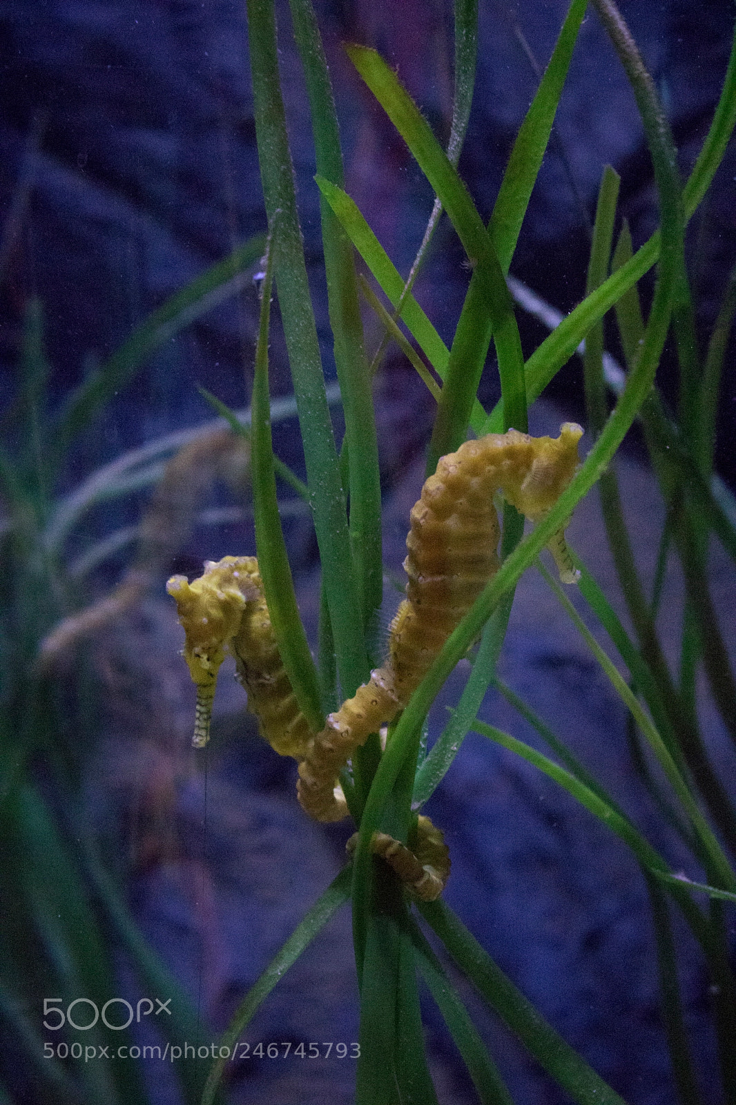 Canon EOS 760D (EOS Rebel T6s / EOS 8000D) sample photo. Seahorses at sealife munich photography