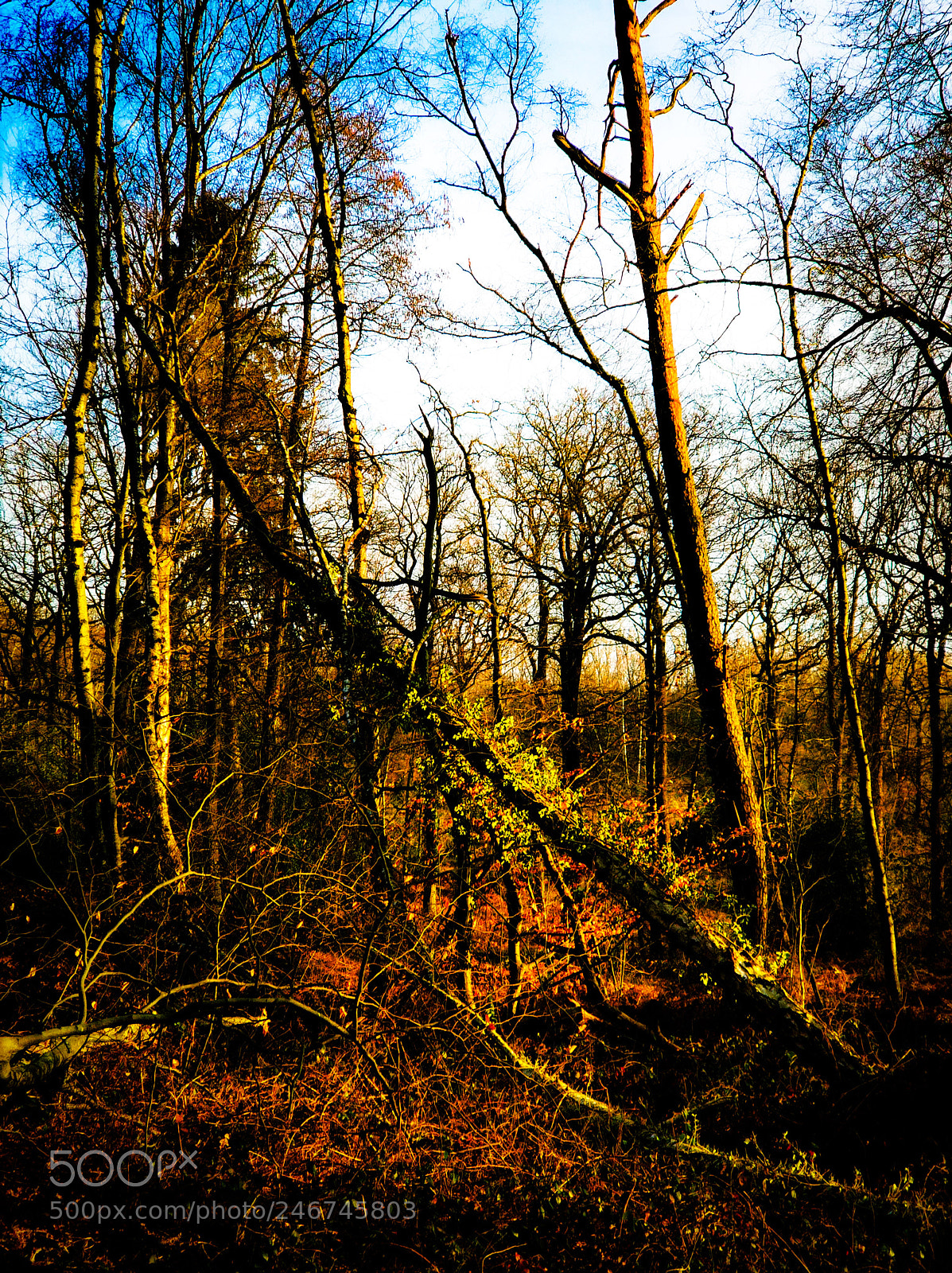 Xiaomi MI6 sample photo. Natural forest photography