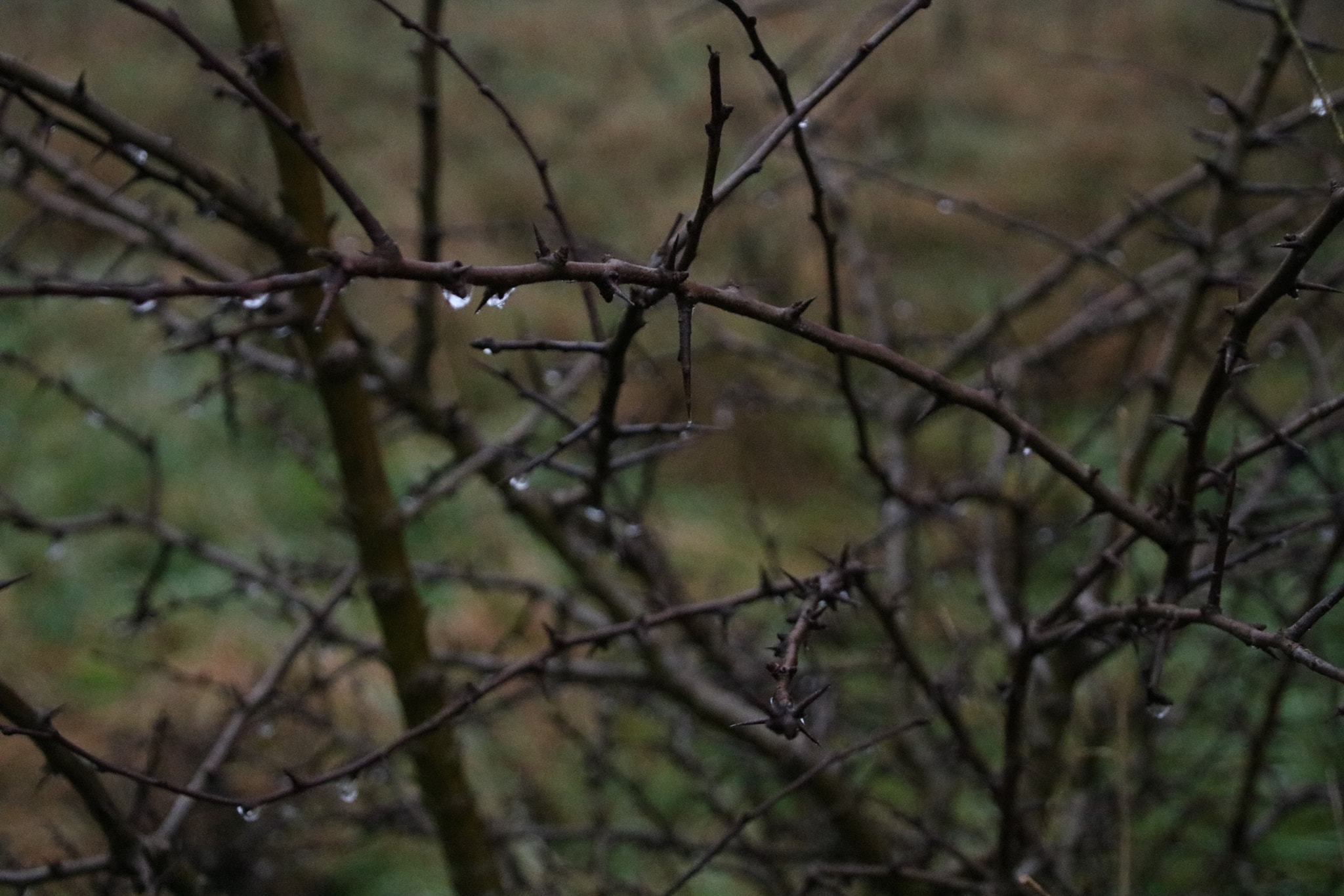 Canon EOS 750D (EOS Rebel T6i / EOS Kiss X8i) + Canon TS-E 90mm F2.8 Tilt-Shift sample photo. Img photography