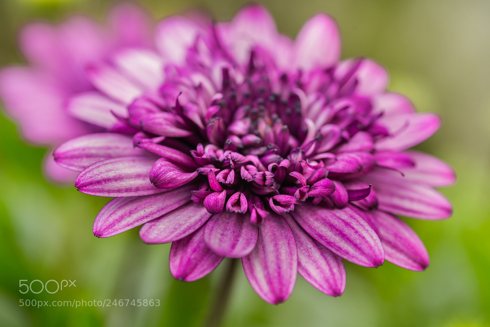 Sony a99 II sample photo. Margarita photography