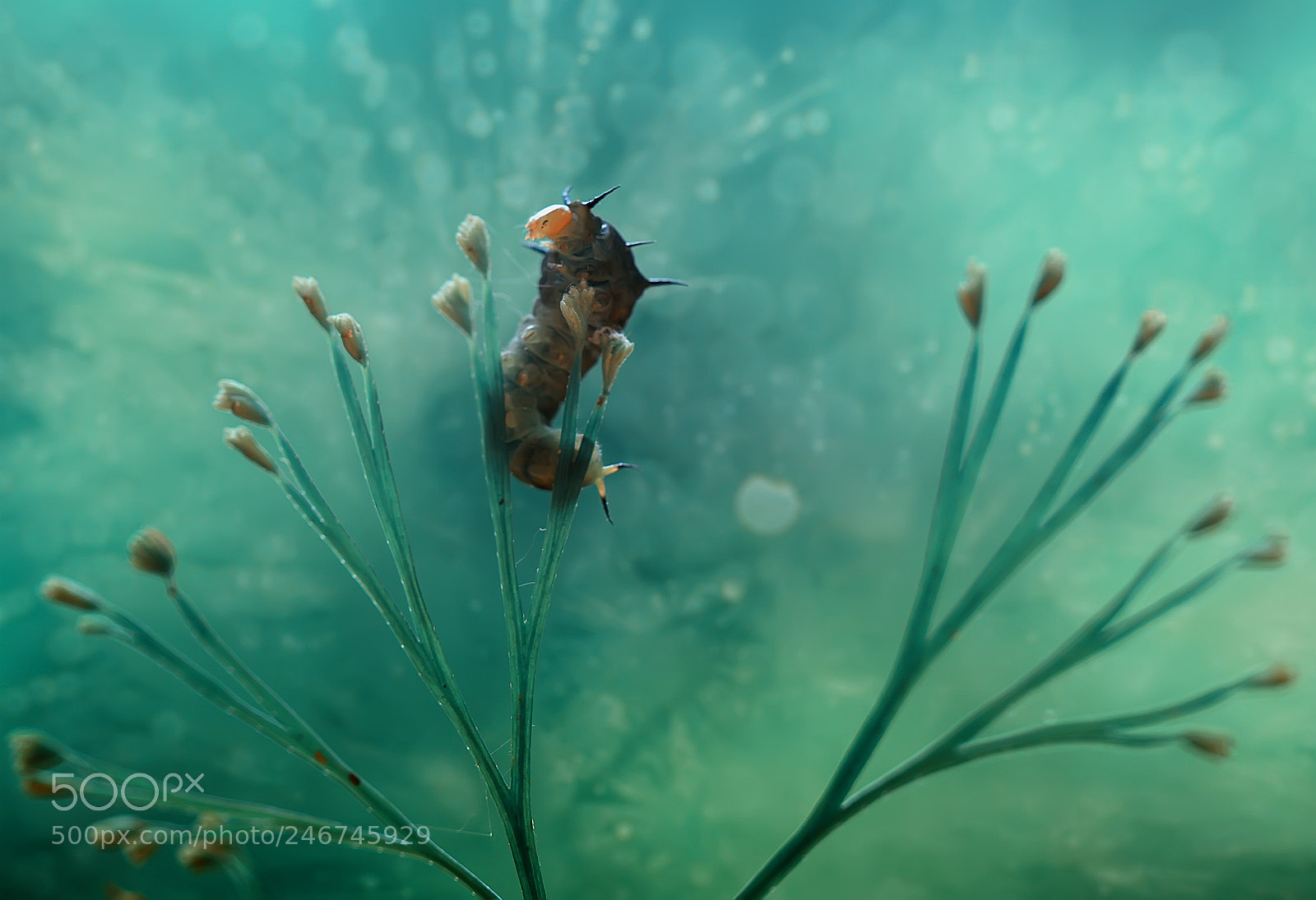 Canon EOS 7D sample photo. Dancing caterpillar photography