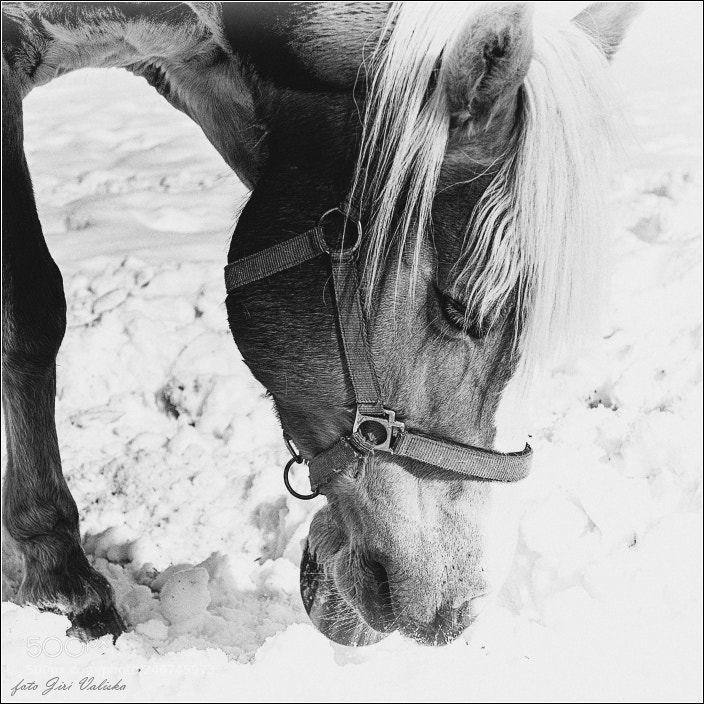 Sony Alpha a3000 sample photo. In the horse country photography