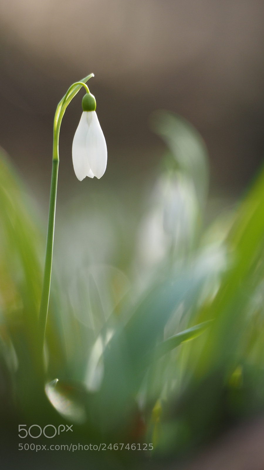 Olympus OM-D E-M1 sample photo. Whiteness photography