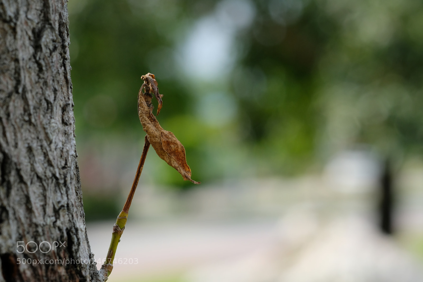 Fujifilm X-T20 sample photo. A leaf photography