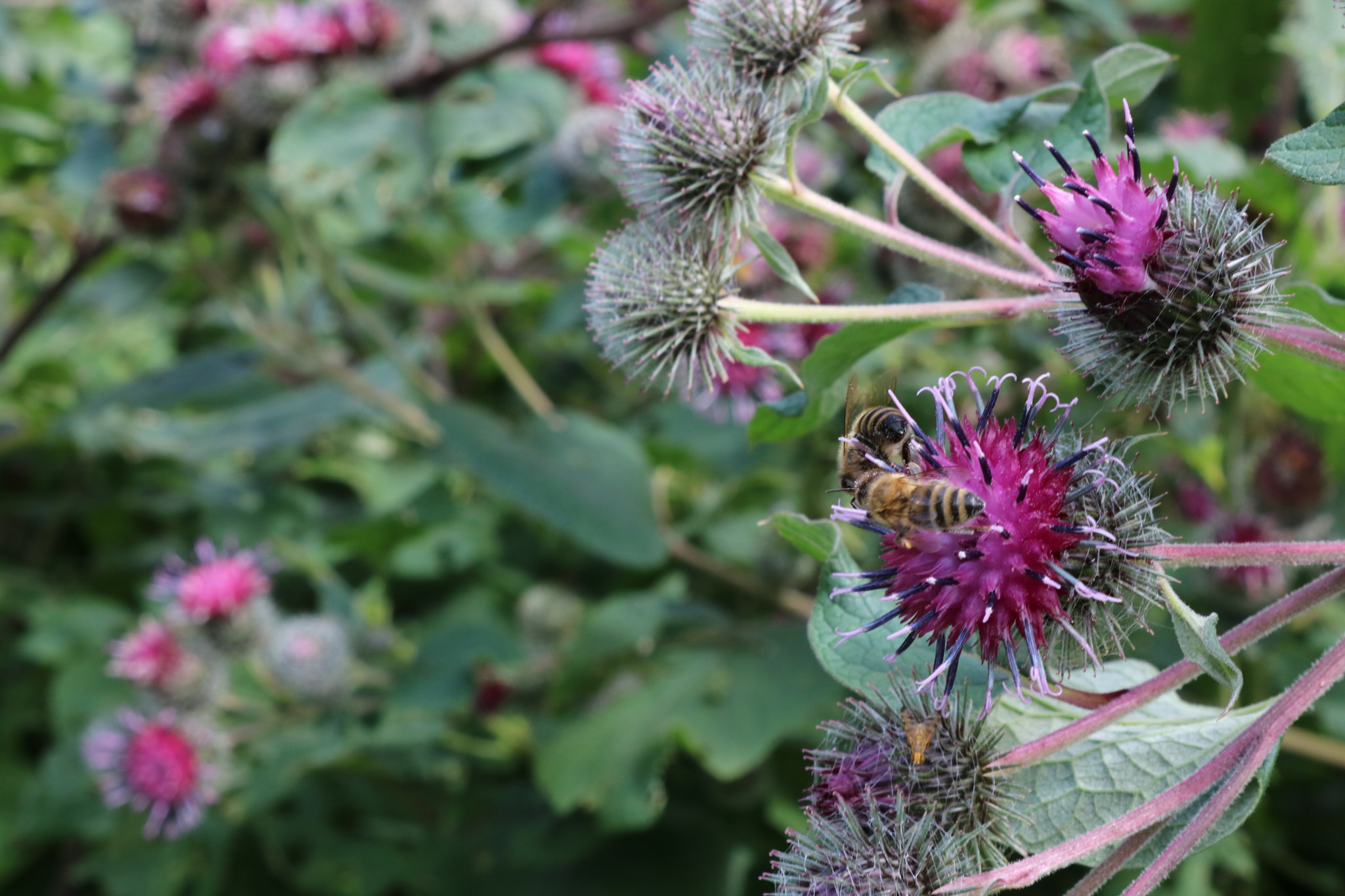 Canon EOS 750D (EOS Rebel T6i / EOS Kiss X8i) sample photo. Img photography