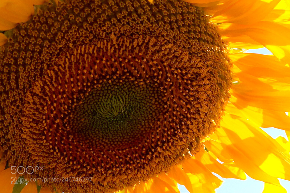 Samsung NX30 sample photo. ... photography